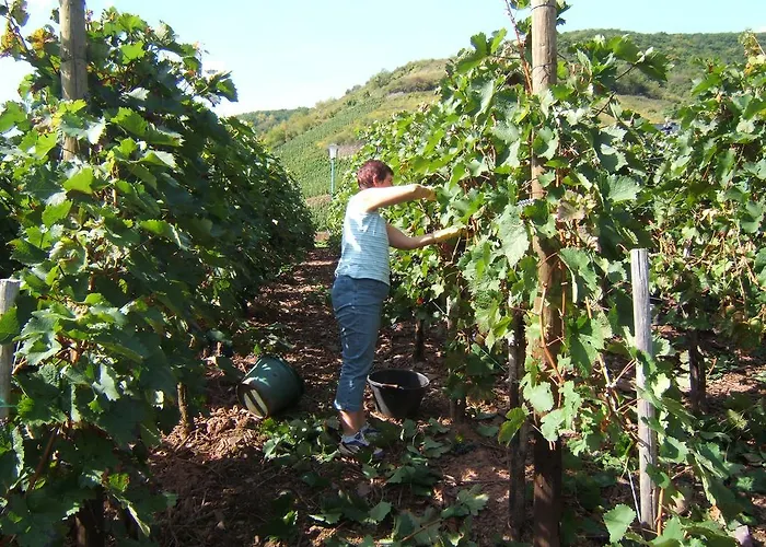 Scheid Volker Sankt Aldegund